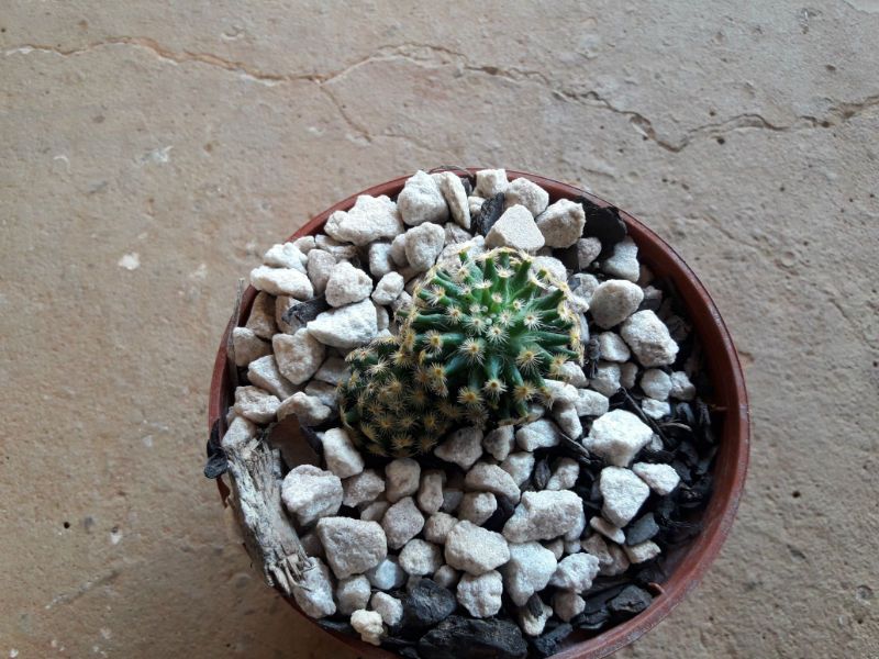 A photo of Mammillaria schiedeana