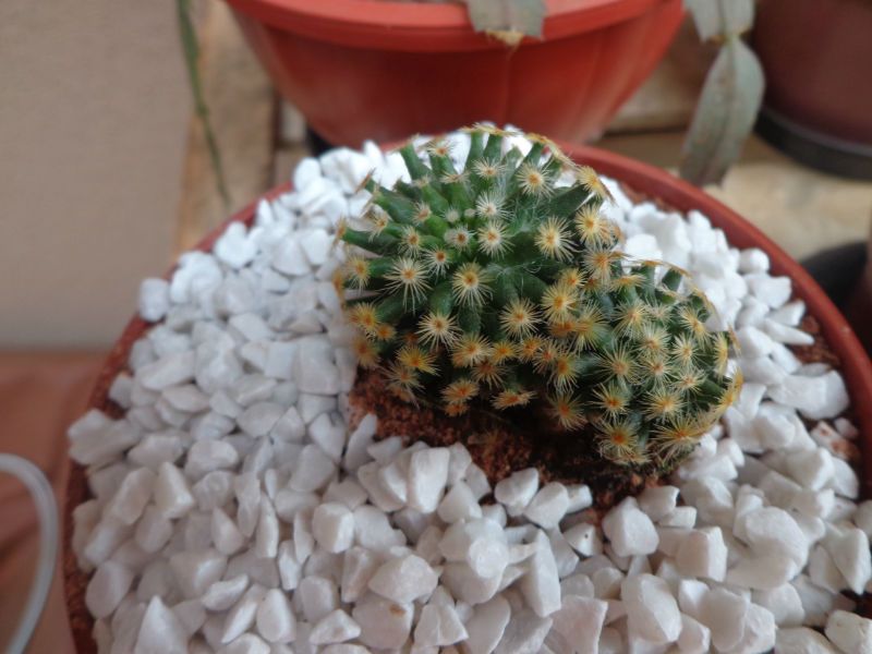 A photo of Mammillaria schiedeana