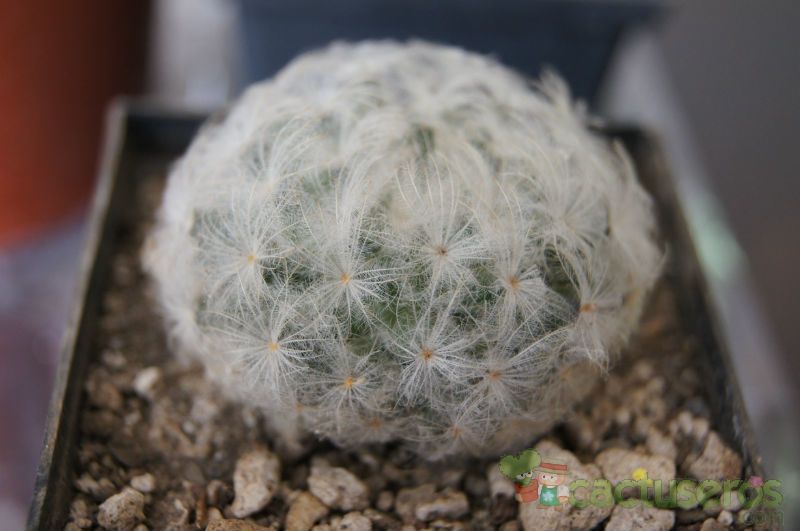 Una foto de Mammillaria plumosa