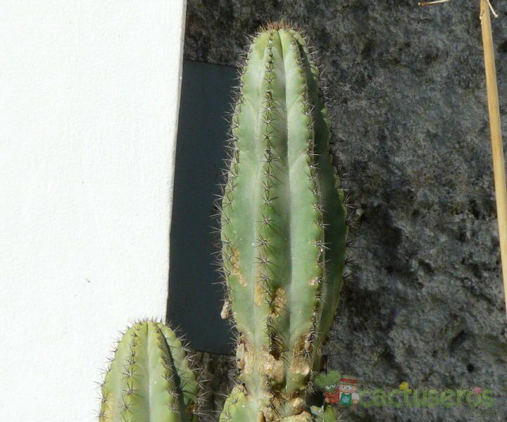 A photo of Cereus argentinensis