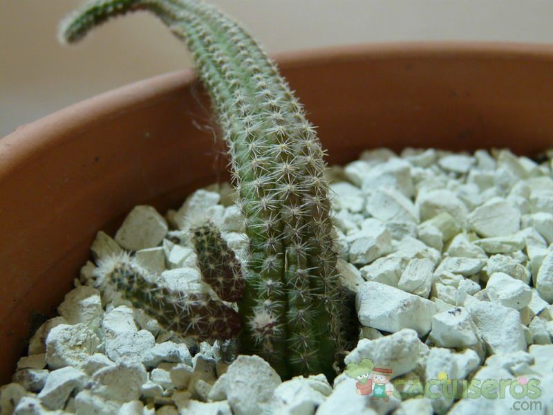 A photo of Echinopsis chamaecereus