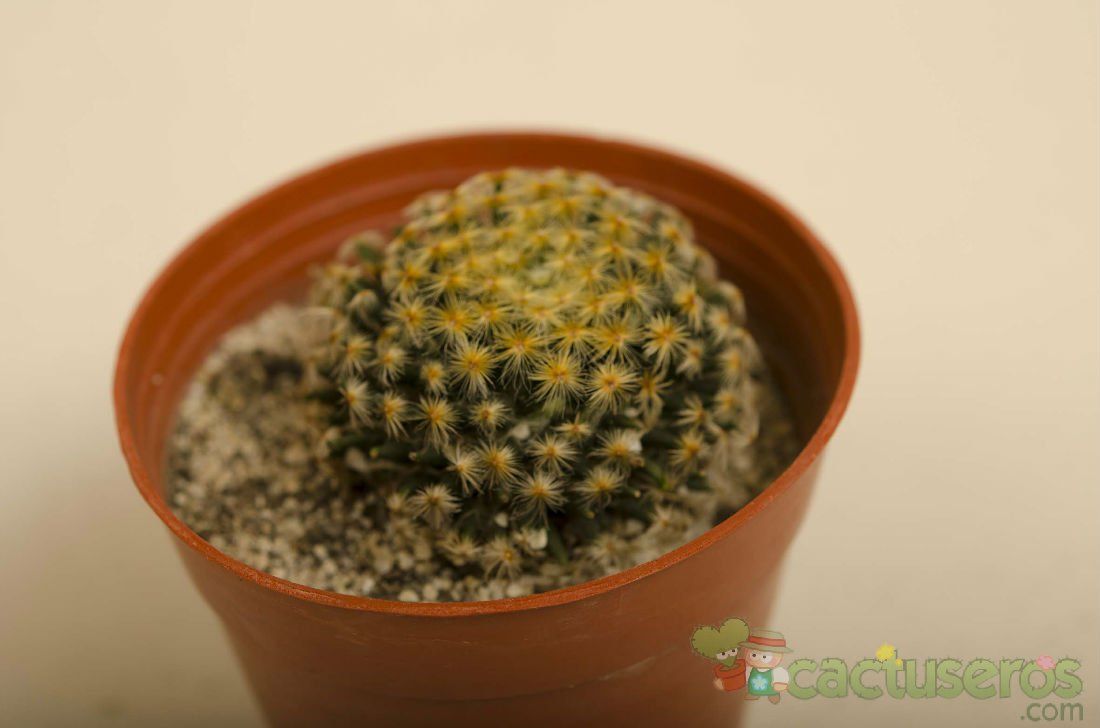A photo of Mammillaria schiedeana