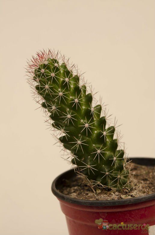 A photo of Mammillaria sphacelata