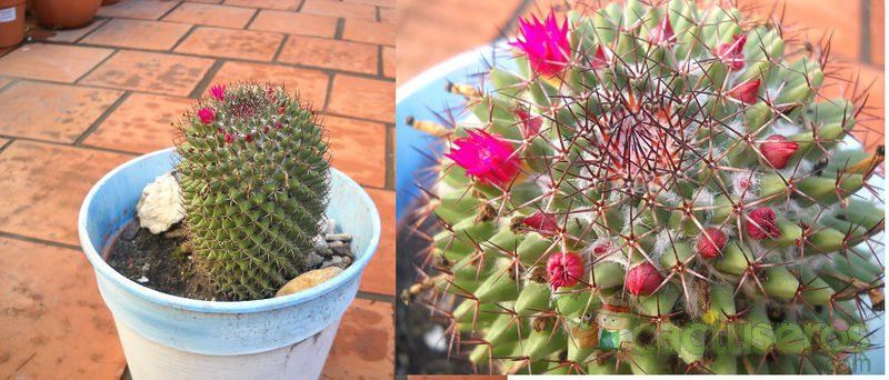 A photo of Mammillaria polythele ssp polythele