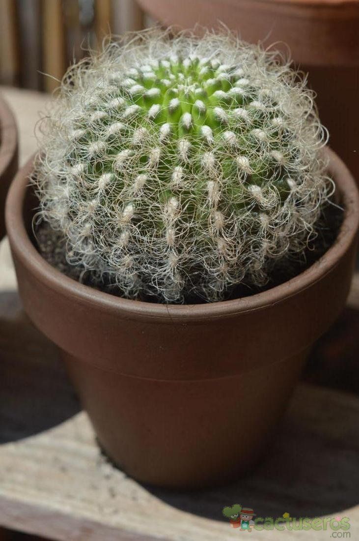 A photo of Eriosyce senilis