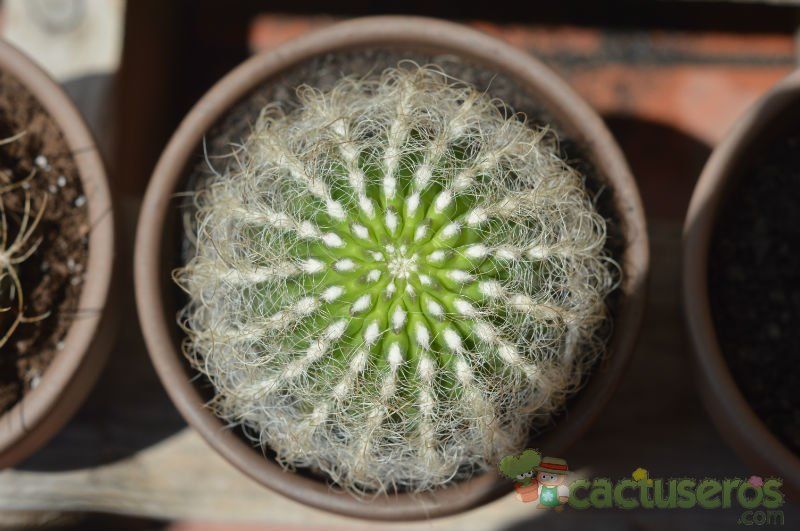 A photo of Eriosyce senilis