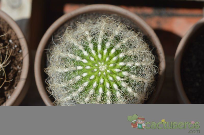 A photo of Eriosyce senilis