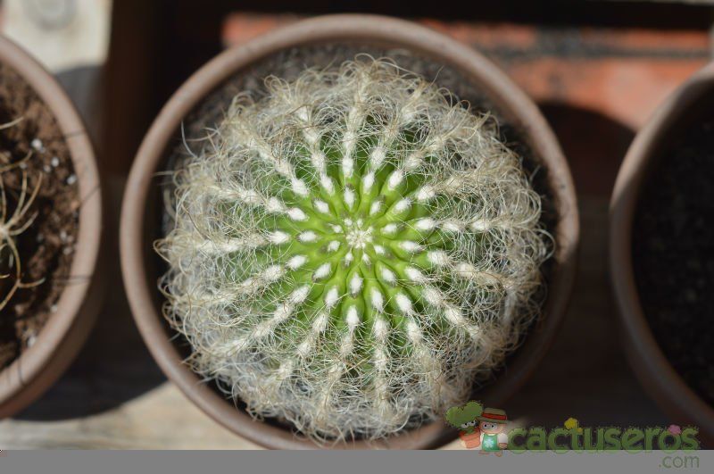 A photo of Eriosyce senilis