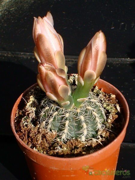 A photo of Gymnocalycium bruchii