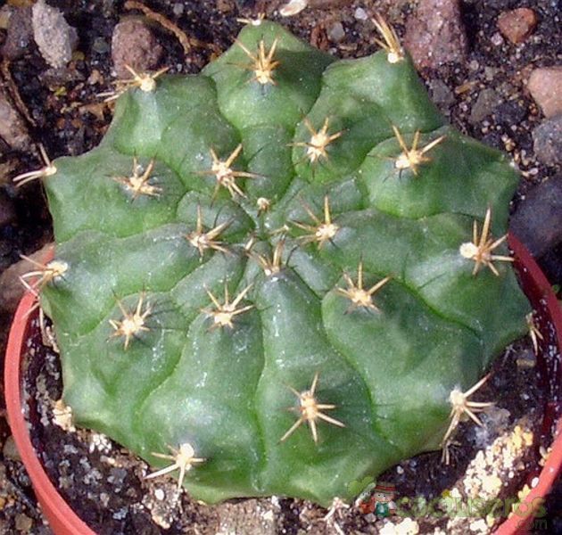 A photo of Matucana paucicostata