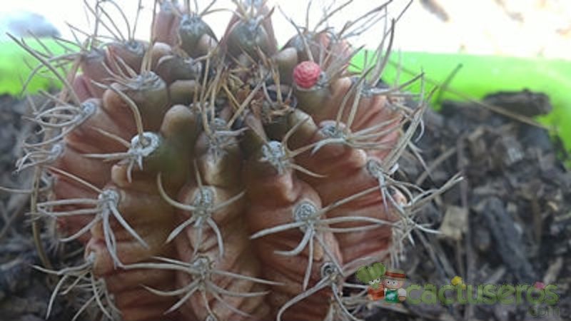 Una foto de Gymnocalycium mihanovichii