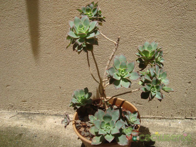 Una foto de Aeonium haworthii