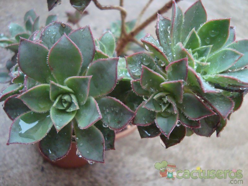 Una foto de Aeonium haworthii