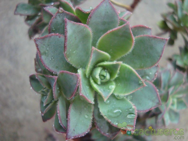 Una foto de Aeonium haworthii