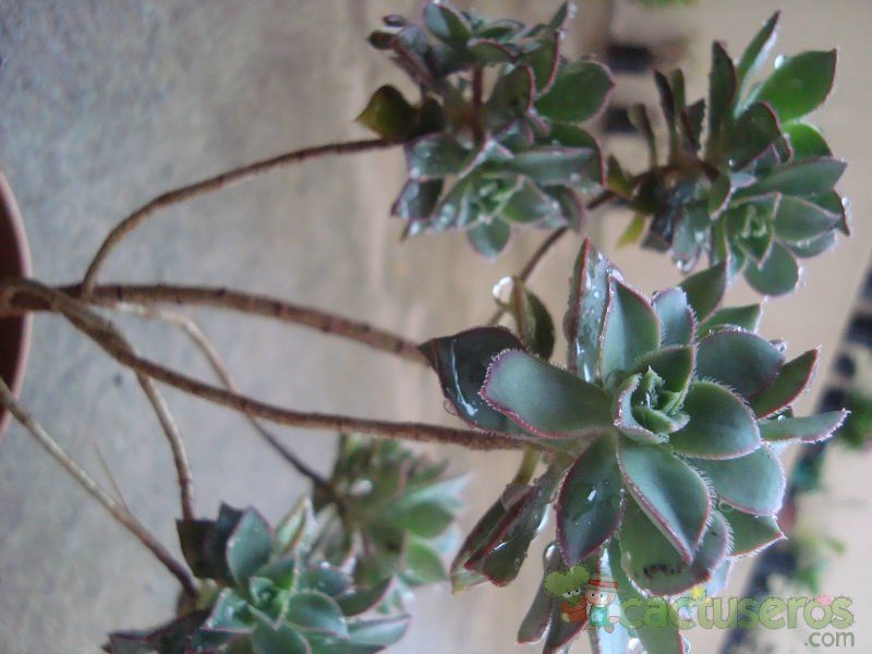 Una foto de Aeonium haworthii