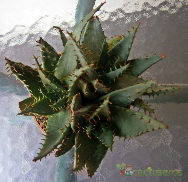 A photo of Aloe broomii