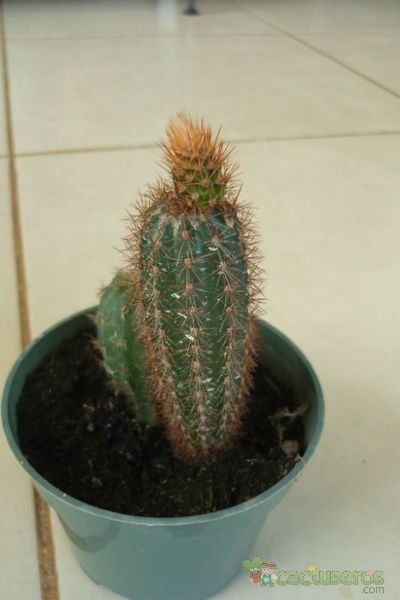 Una foto de Arrojadoa rhodantha
