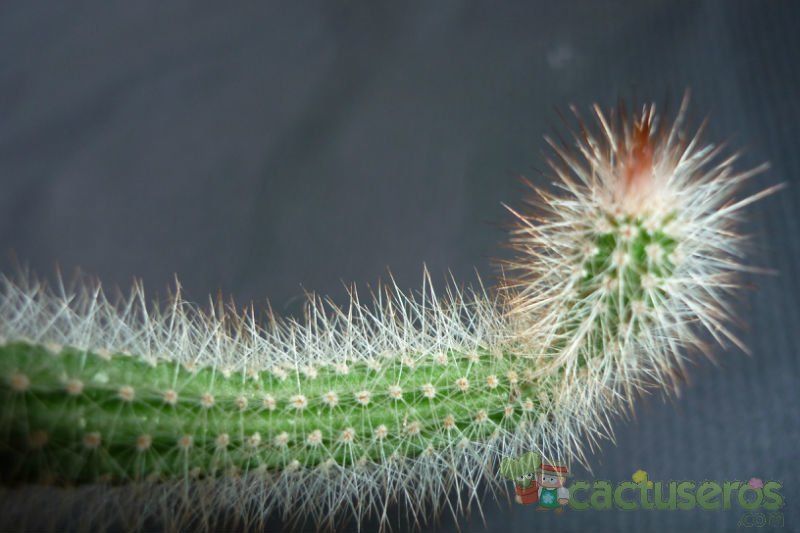 Una foto de Peniocereus serpentinus