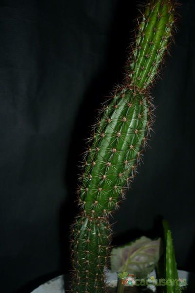 Una foto de Arrojadoa rhodantha