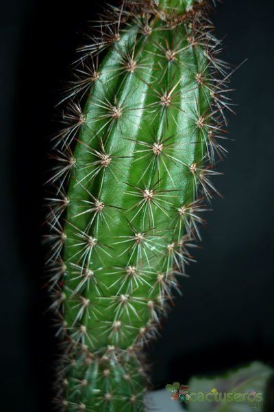 Una foto de Arrojadoa rhodantha