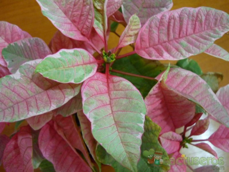 A photo of Euphorbia pulcherrima
