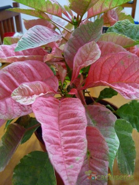 A photo of Euphorbia pulcherrima