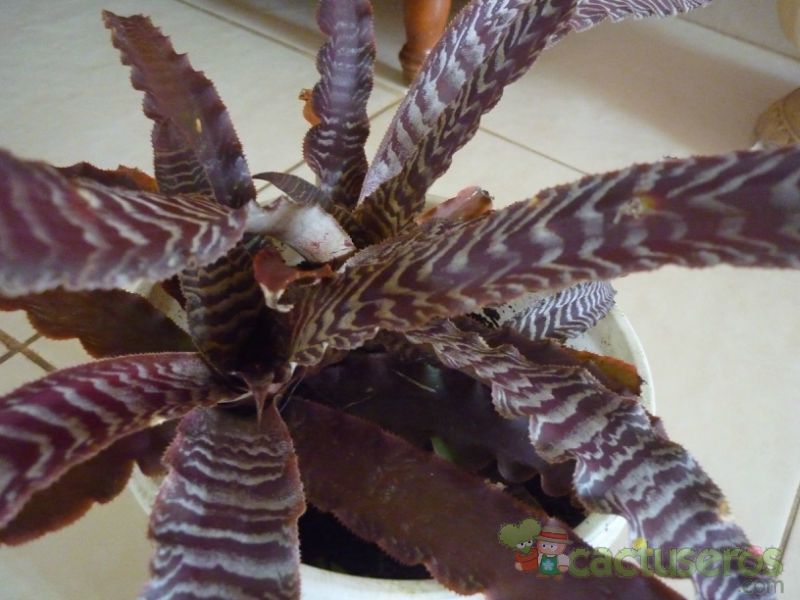 A photo of Orthophytum gurkenii