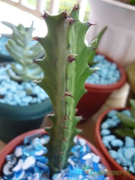 A photo of Euphorbia lactea