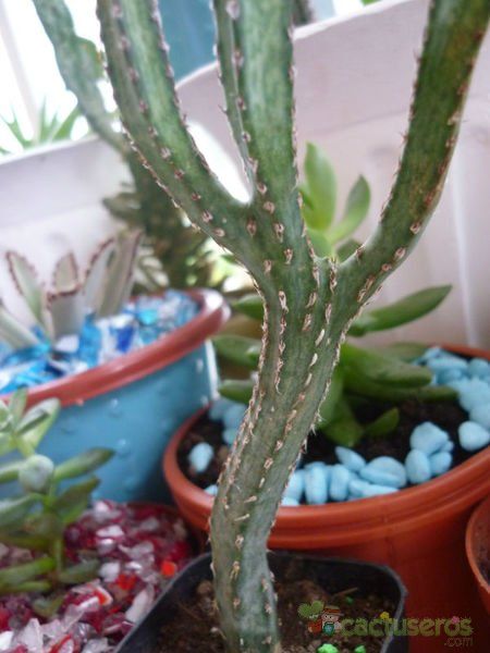 A photo of Cereus spegazzinii
