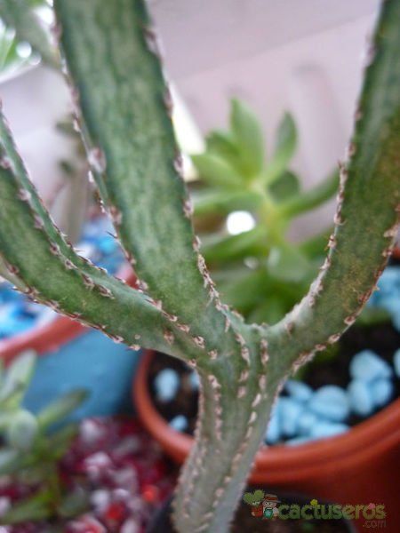 A photo of Cereus spegazzinii