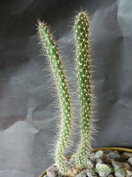 Una foto de Corynopuntia marenae