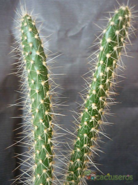 Una foto de Corynopuntia marenae