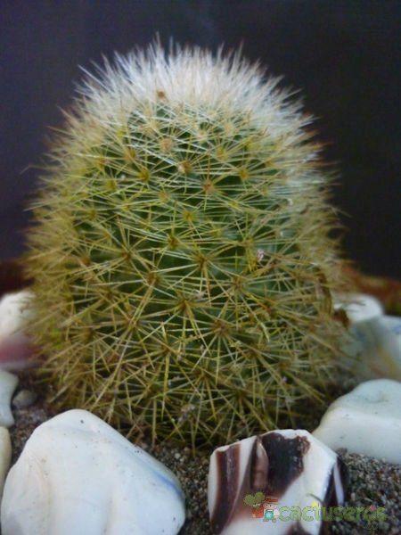 A photo of Mammillaria densispina