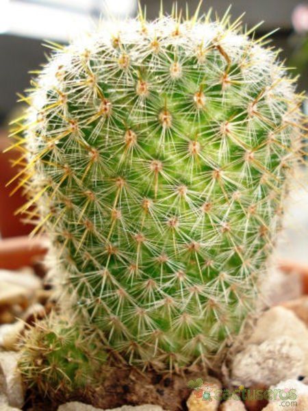 A photo of Mammillaria muehlenpfordtii
