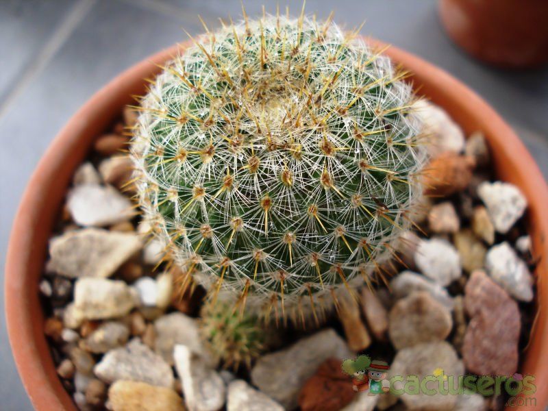 A photo of Mammillaria muehlenpfordtii