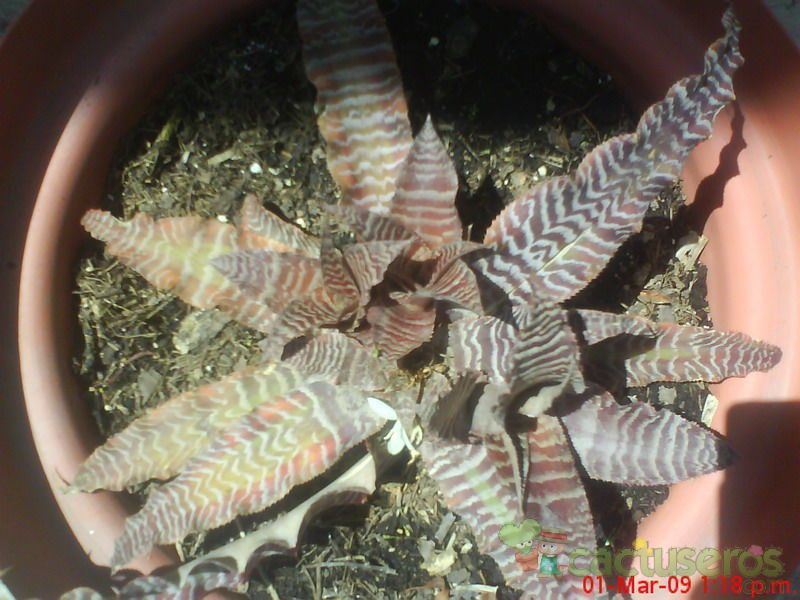 A photo of Orthophytum gurkenii