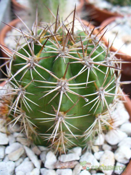 A photo of Echinopsis huotii