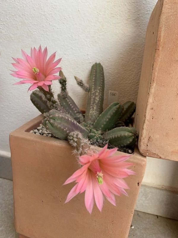A photo of Echinocereus scheeri var. gentryi