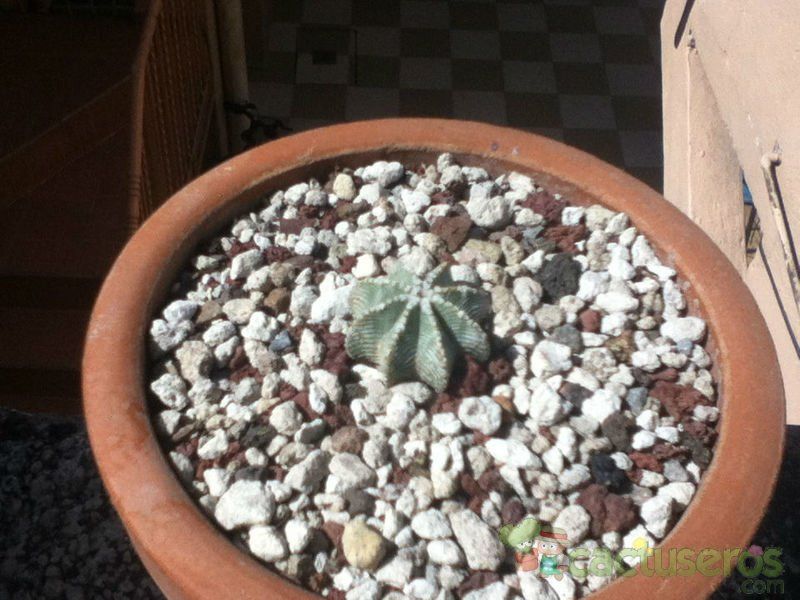 A photo of Aztekium hintonii