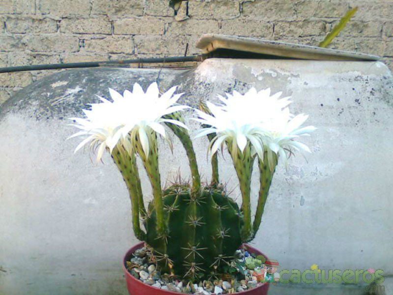 Una foto de Echinopsis rhodotricha