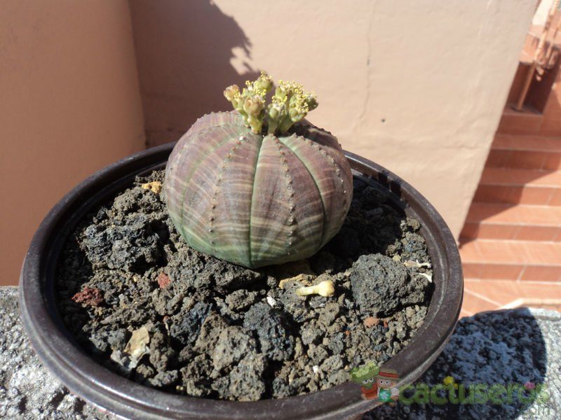 A photo of Euphorbia obesa