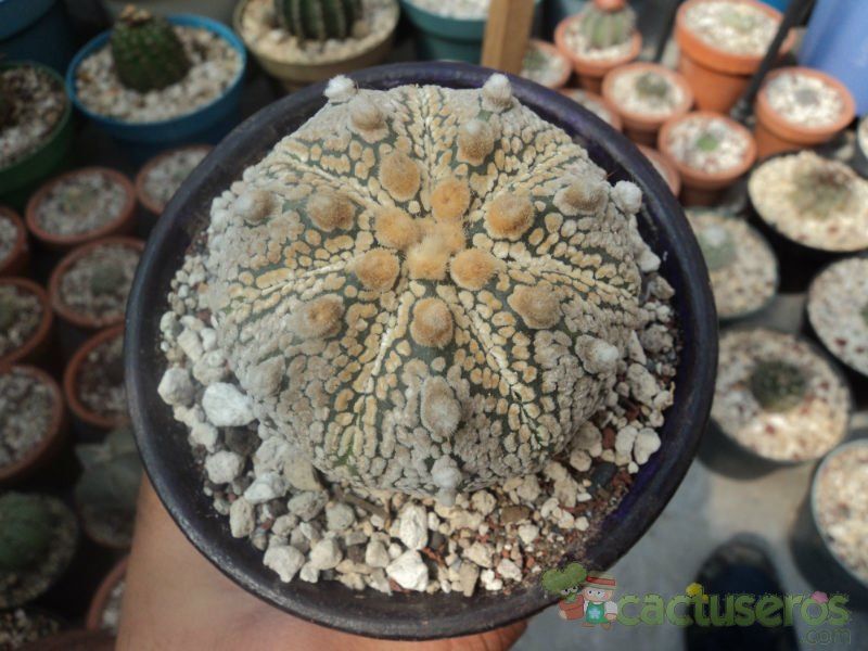 Una foto de Astrophytum superkabuto multi-hybrid