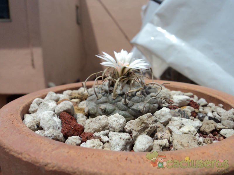 A photo of Turbinicarpus schmiedickeanus ssp. schwarzii