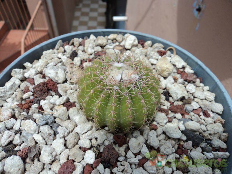 A photo of Parodia schumanniana