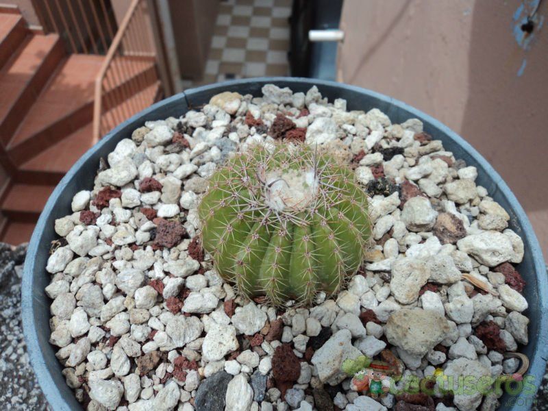 A photo of Parodia schumanniana