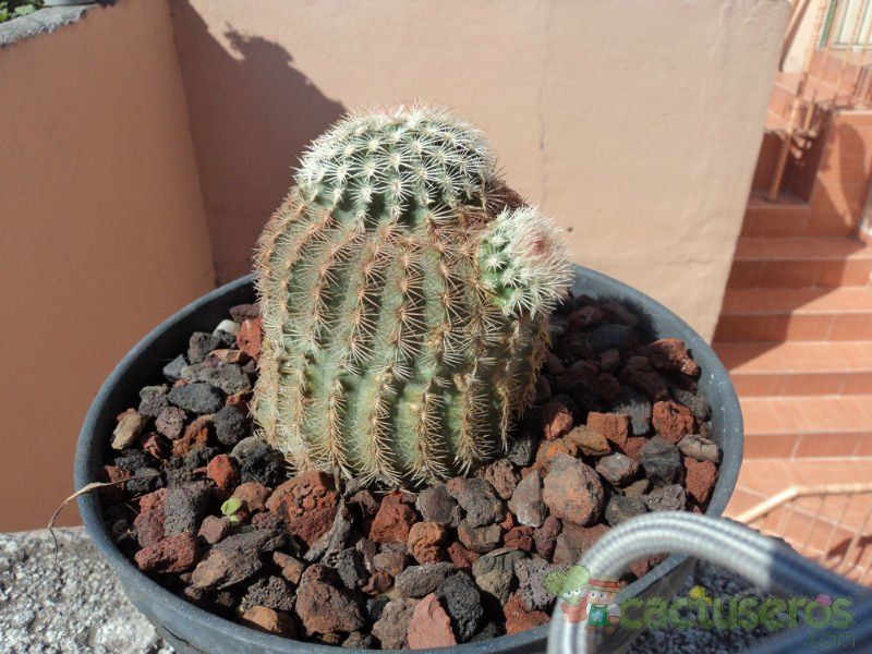 Una foto de Echinocereus pectinatus