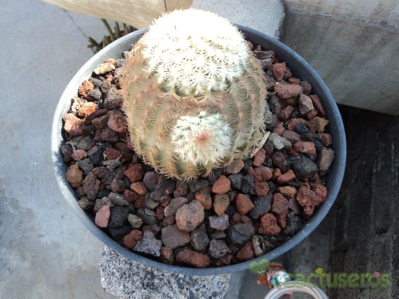 Una foto de Echinocereus pectinatus
