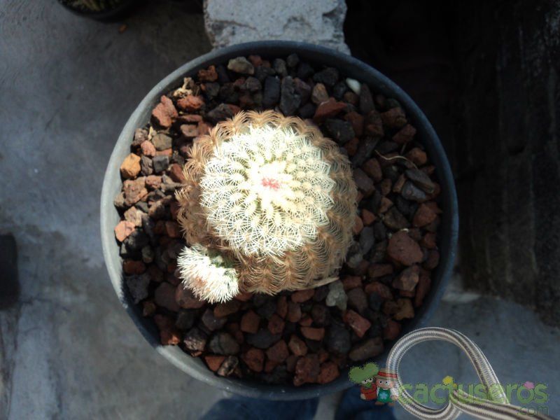 Una foto de Echinocereus pectinatus