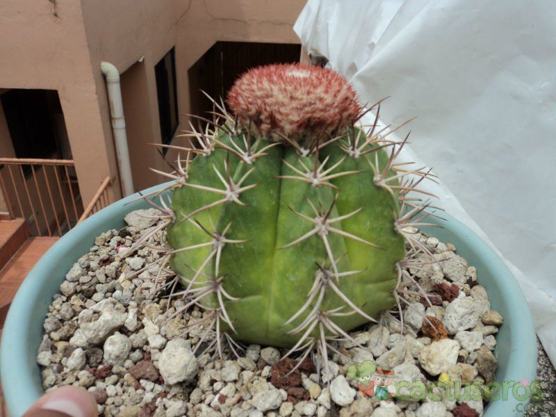 Una foto de Melocactus pachyacanthus