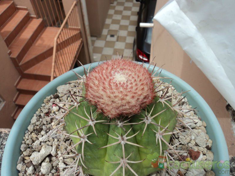 Una foto de Melocactus pachyacanthus